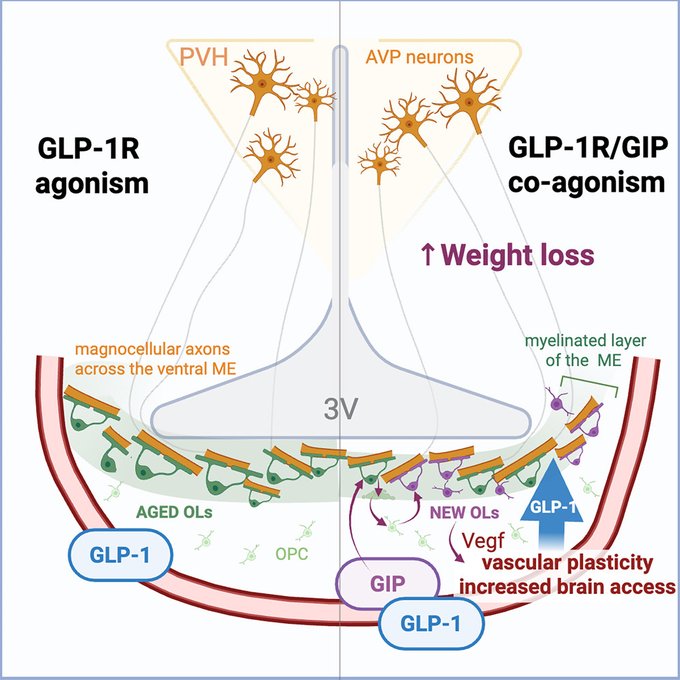 GLP1R+GIP