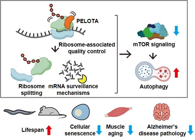 study-identifies-key-t-2