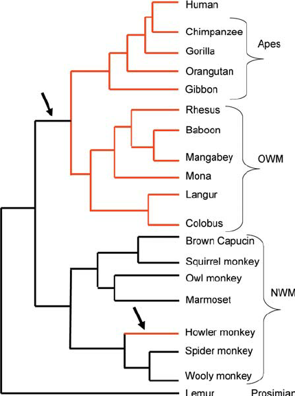 Phylogenetic-Tree-of-Primates-Schematic-phylogenetic-tree-of-the-primate-species-used-in
